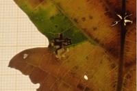 Ectoedemia quinquella