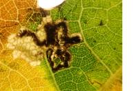 Ectoedemia quinquella