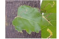 Stigmella betulicola
