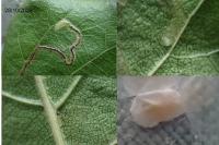 Stigmella betulicola