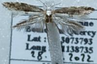 Argyresthia spinosella
