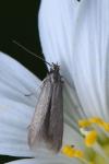 Coleophora lutarea