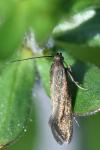 Glyphipterix fuscoviridella