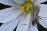 Coleophora lutarea