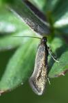 Glyphipterix fuscoviridella