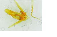 Nothris lemniscellus