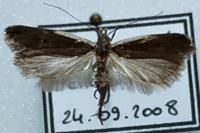 Nothris lemniscellus