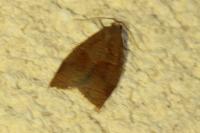 Archips rosana
