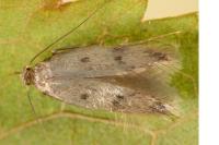 Borkhausenia nefrax