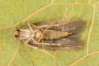 Borkhausenia nefrax