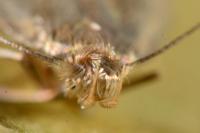 Borkhausenia nefrax