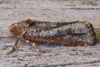 Lozotaeniodes cupressana