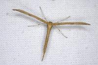 Emmelina monodactyla