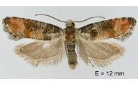 Clavigesta purdeyi