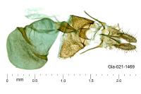 Clavigesta purdeyi