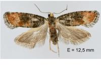 Clavigesta purdeyi