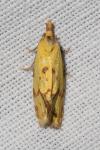 Agapeta hamana