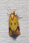 Agapeta zoegana