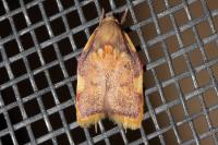 Carcina quercana