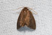 Heterogenea asella