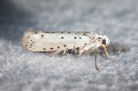 Yponomeuta malinellus