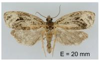 Apotomis capreana
