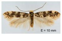 Infurcitinea roesslerella