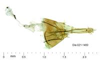 Infurcitinea roesslerella