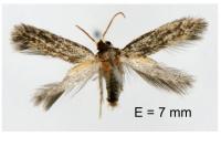 Zimmermannia liebwerdella