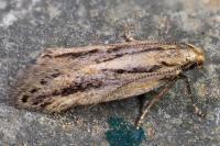 Mirificarma mulinella