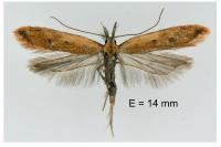Dichomeris acuminata