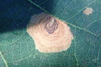 Tischeria dodonaea