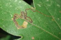 Stigmella aceris