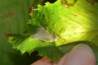 Phyllonorycter esperella