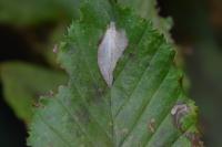 Phyllonorycter esperella