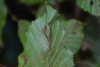 Phyllonorycter esperella