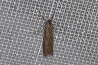 Diurnea lipsiella