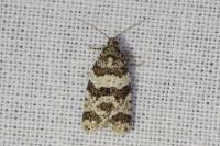 Isotrias rectifasciana