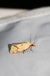 Agapeta hamana