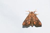Apoda limacodes