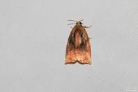 Archips podana
