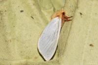 Hepialus humuli