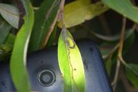 Phyllocnistis saligna