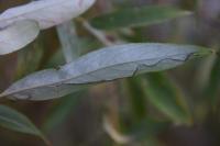 Phyllocnistis saligna