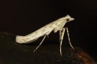 Povolnya leucapennella