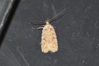 Agonopterix