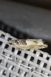 Crocidosema plebejana