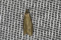 Diurnea lipsiella