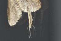 Plutella xylostella