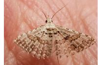 Alucita grammodactyla